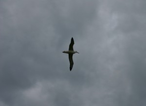 Albatross at Taiaroa Head